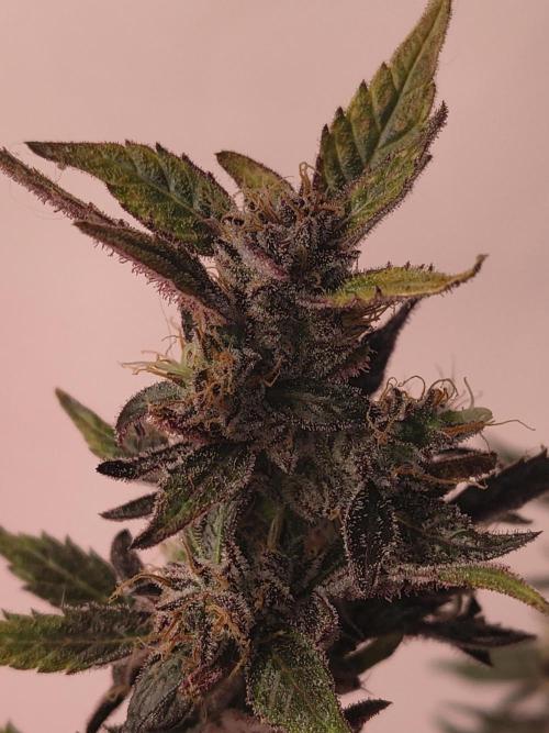 Gmo auto. Week 9