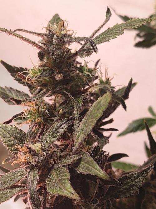 Gmo auto. Week 9