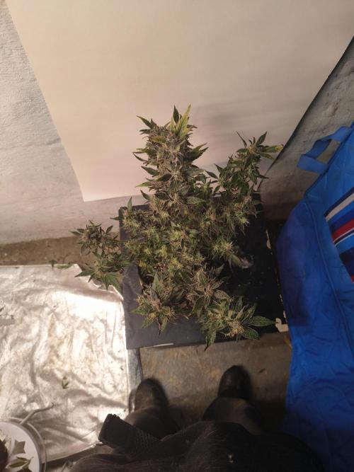 Gmo auto. Week 9
