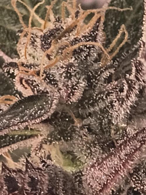 GMO Auto. Week 9