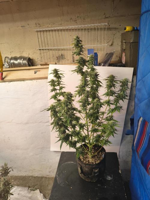 Northern Lights Auto. Week 9
