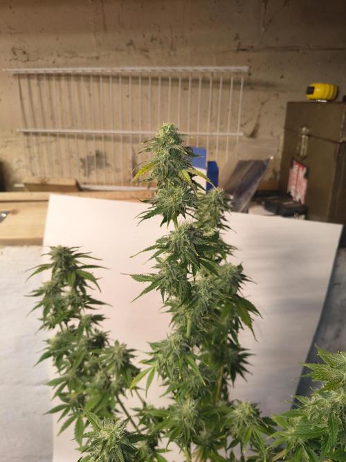 Northern Lights Auto. Week 9