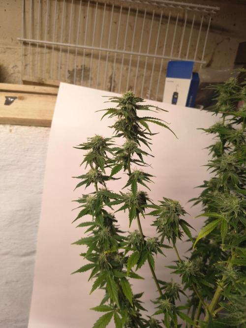 Northern Lights Auto. Week 9
