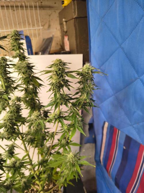 Northern Lights Auto. Week 9