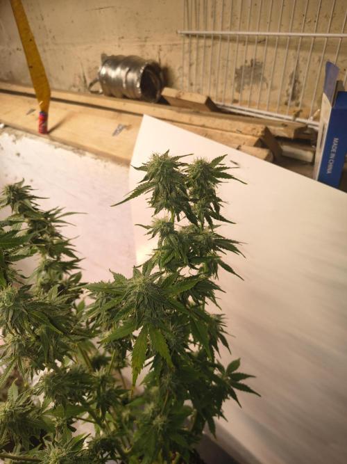 Northern Lights Auto. Week 9