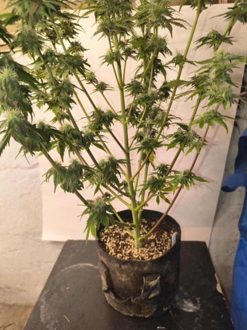 Northern Lights Auto. Week 9