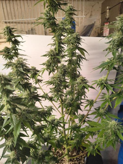 Northern Lights Auto. Week 9