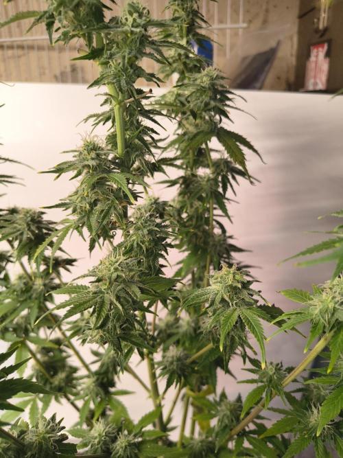 Northern Lights Auto. Week 9