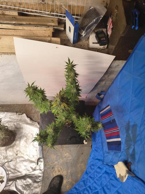 Northern Lights Auto. Week 9