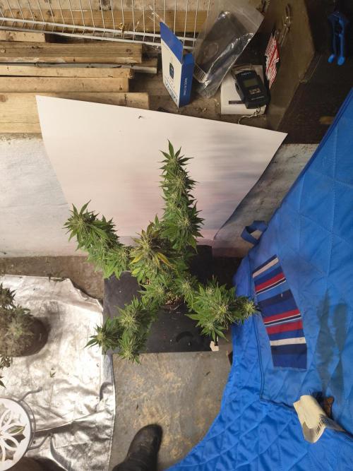 Northern Lights Auto. Week 9
