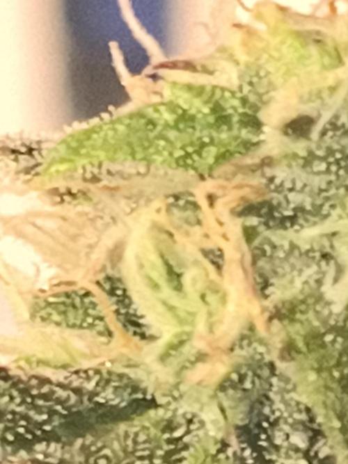 Northern Lights Auto. Week 9