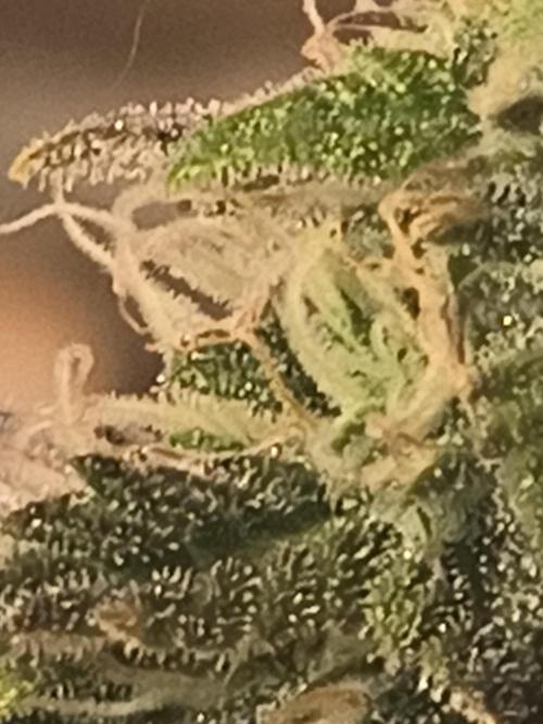 Northern Lights Auto. Week 9
