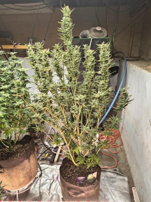 Sticky broccoli. Week 13