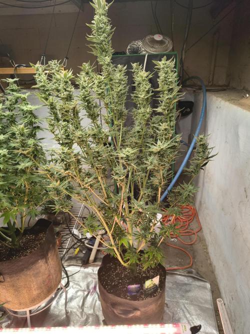 Sticky broccoli. Week 13