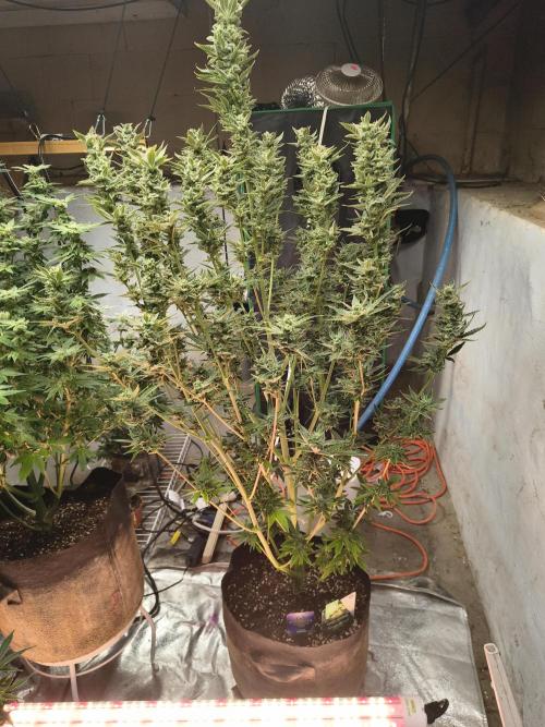 Sticky broccoli. Week 13