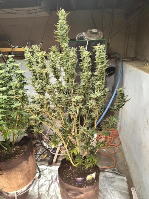 Sticky broccoli. Week 13