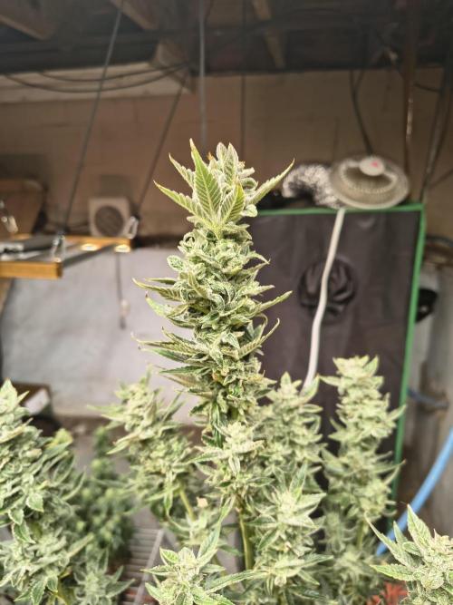 Sticky broccoli. Week 13