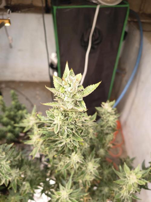 Sticky broccoli. Week 13