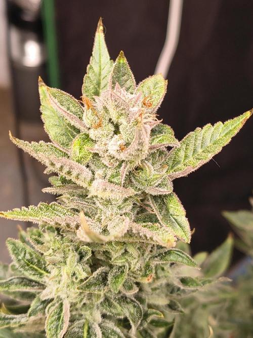 Sticky broccoli. Week 13