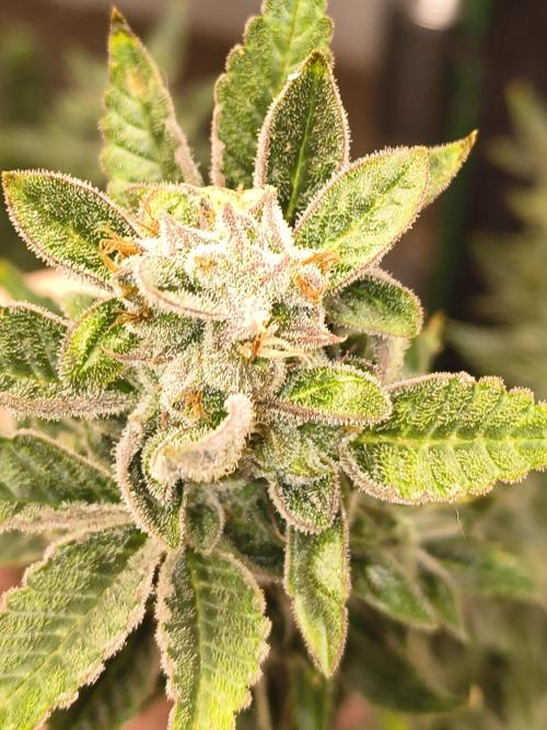 Sticky broccoli. Week 13