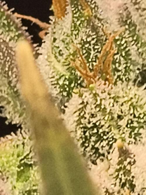 Sticky broccoli. Week 13