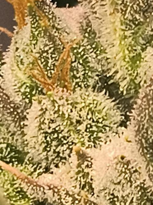 Sticky broccoli. Week 13