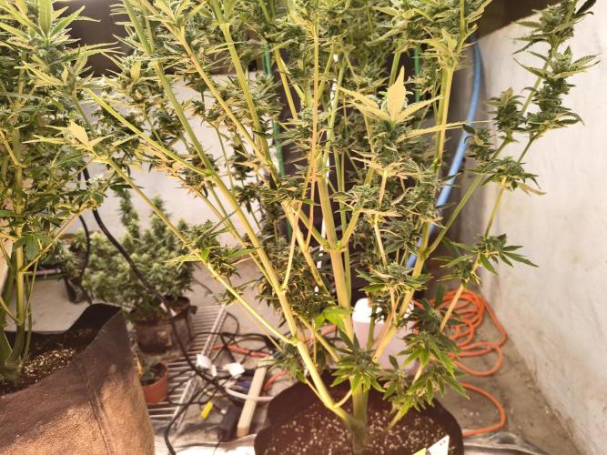 Sticky broccoli. Week 13