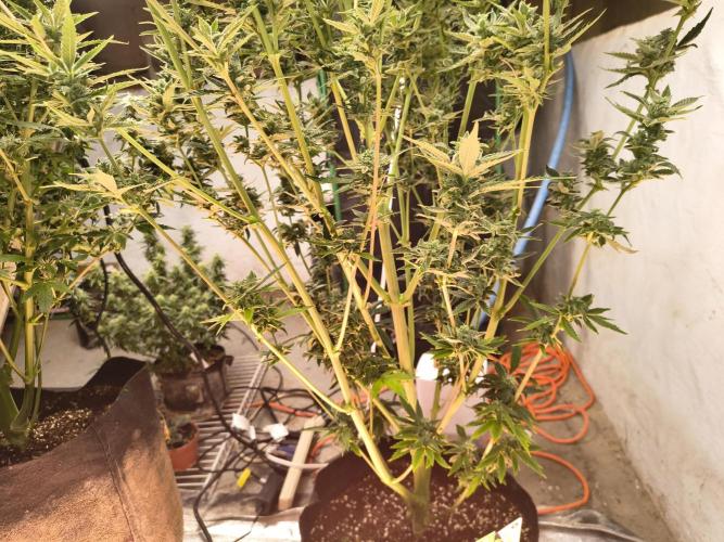 Sticky broccoli. Week 13