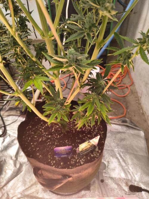 Sticky broccoli. Week 13