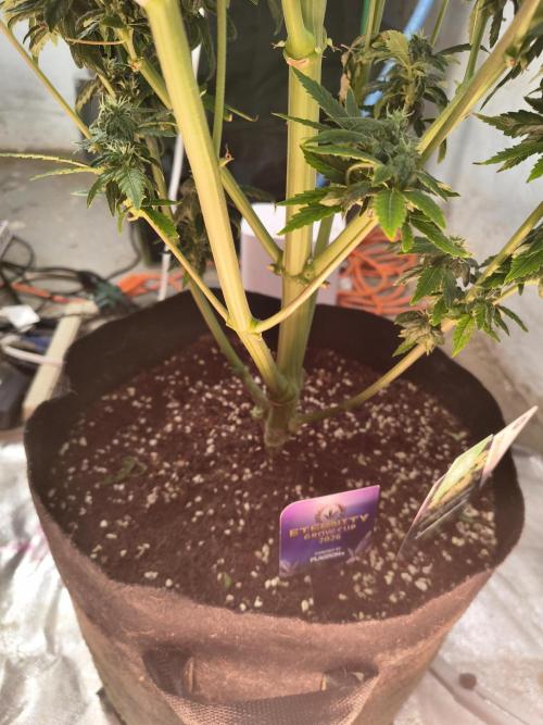 Sticky broccoli. Week 13