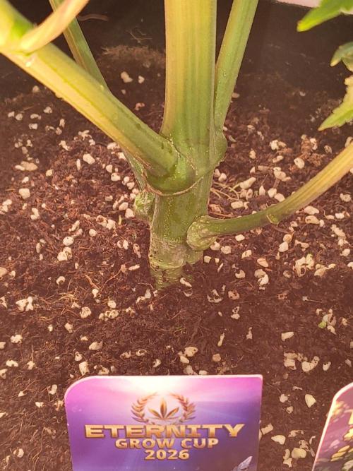 Sticky broccoli. Week 13