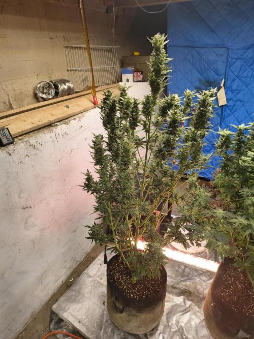 Sticky broccoli. Week 13