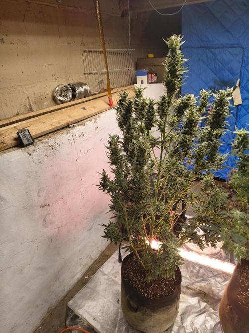Sticky broccoli. Week 13