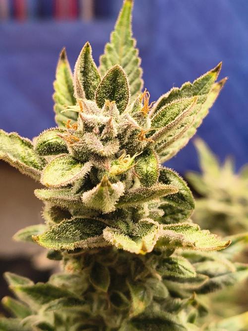 Sticky broccoli. Week 13