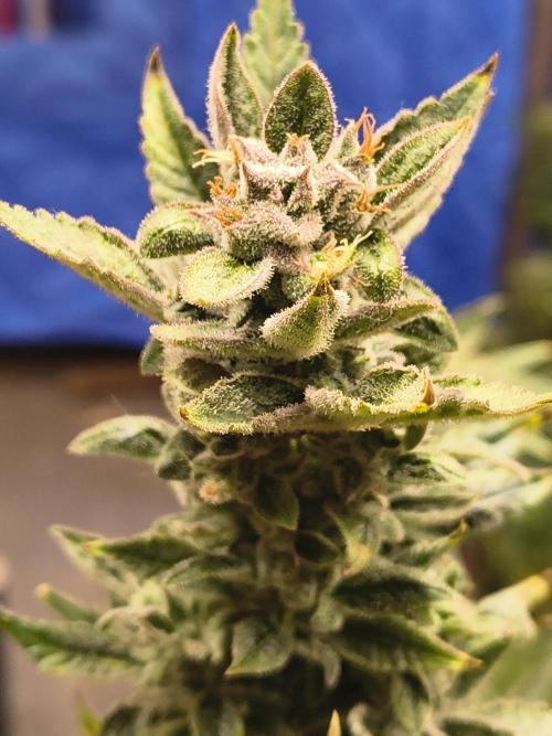 Sticky broccoli. Week 13