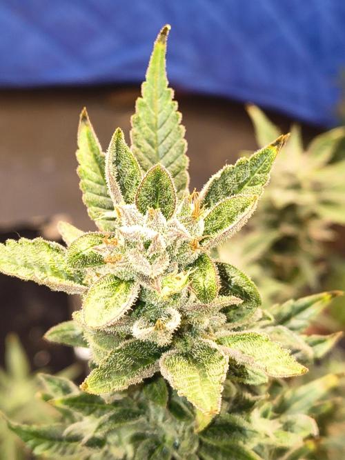 Sticky broccoli. Week 13