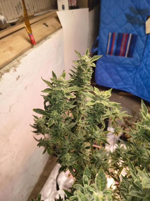 Sticky broccoli. Week 13