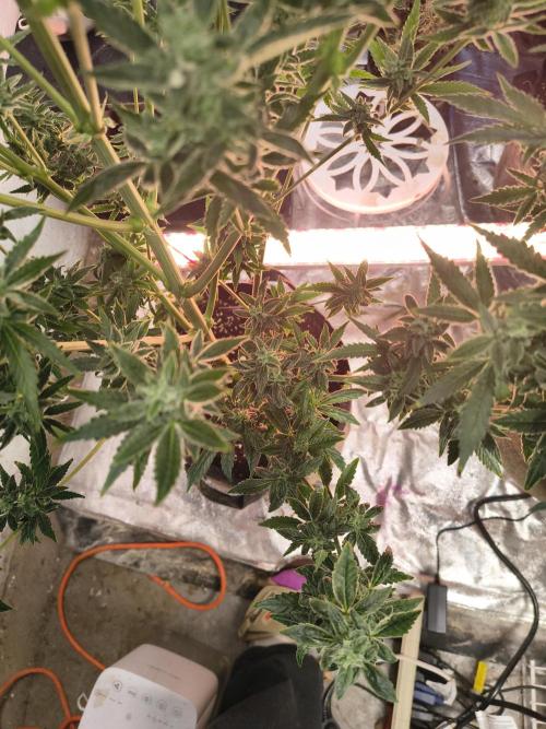 Sticky broccoli. Week 13