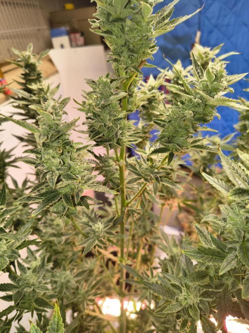 Sticky broccoli. Week 13
