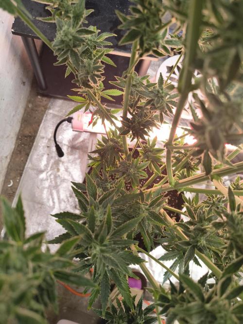 Sticky broccoli. Week 13