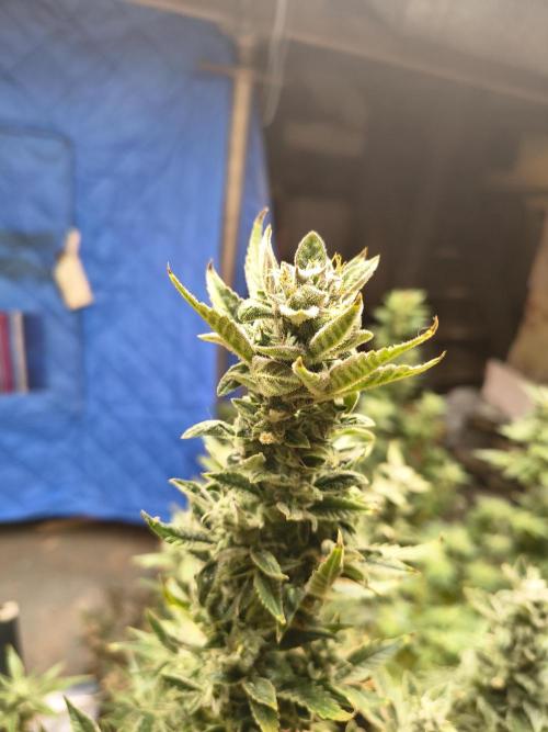 Sticky broccoli. Week 13