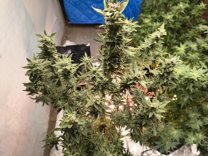 Sticky broccoli. Week 13