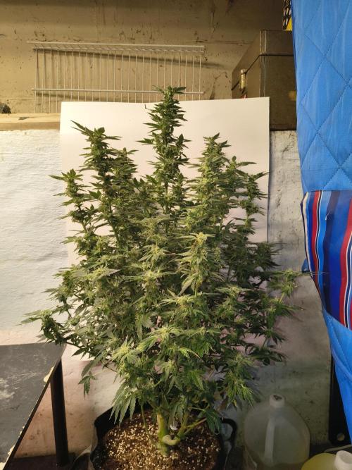 Whiskey Zulu auto. Week 11