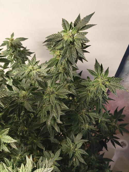 Whiskey Zulu auto. Week 11