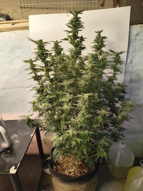 Whiskey Zulu auto. Week 11