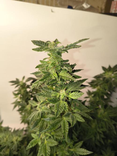Whiskey Zulu auto. Week 11
