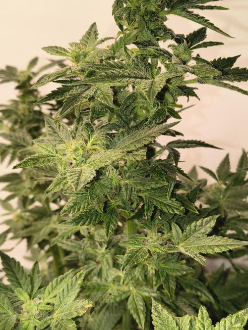 Whiskey Zulu auto. Week 11