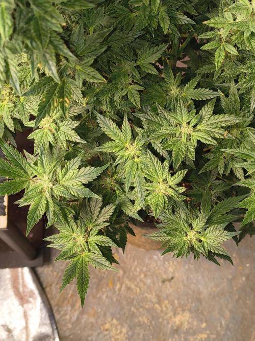 Whiskey Zulu auto. Week 11