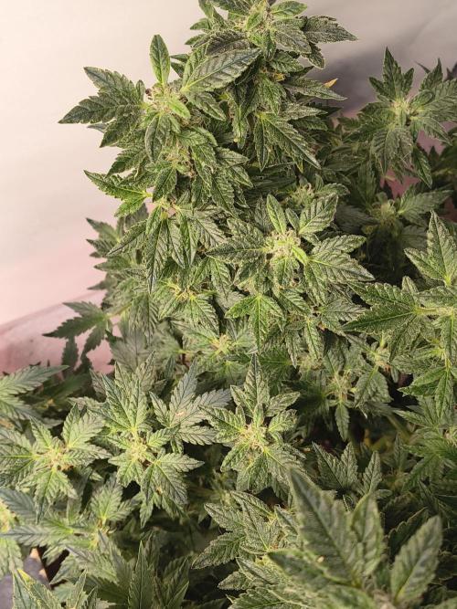 Whiskey Zulu auto. Week 11