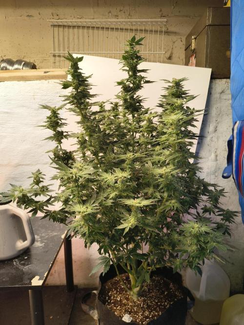 Whiskey Zulu auto. Week 11